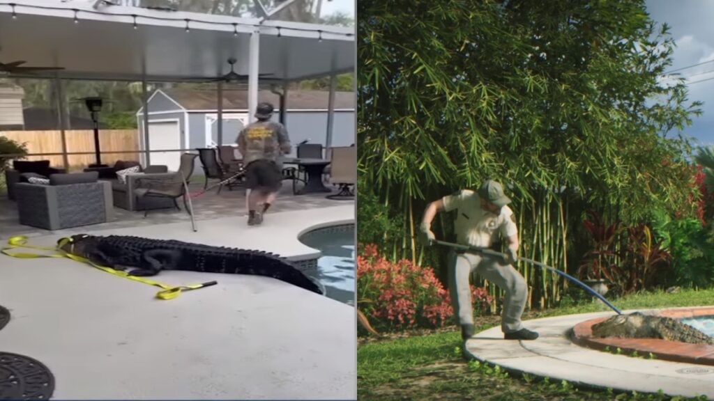 Catching the alligators in real life and in GTA 6 