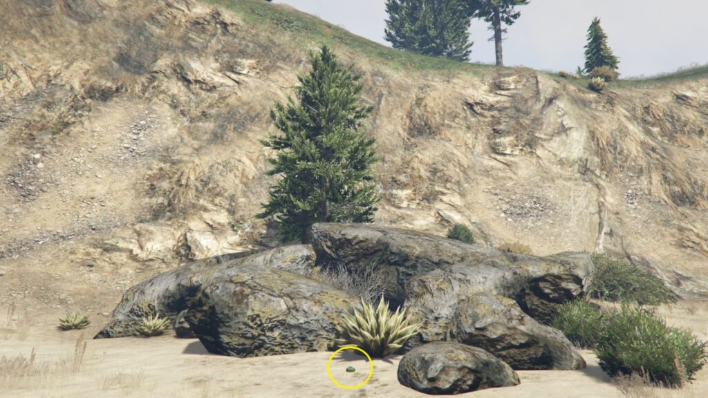 The Peyote Plant next to rocks in a coastal area near Murrieta Heights.