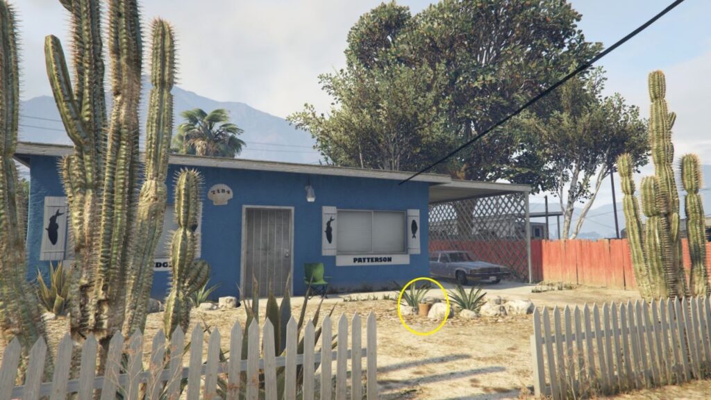A Peyote Plant outside a blue house owned by Taliana Martinez in Sandy Shores.