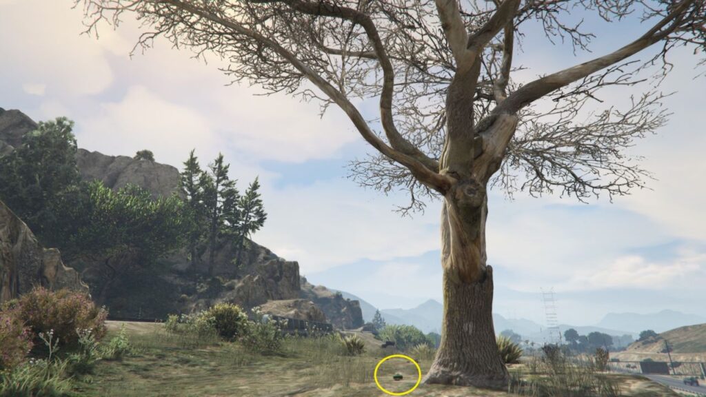 Die Peyote-Pflanze neben einem kolossalen Baum und einem Bahngleis.