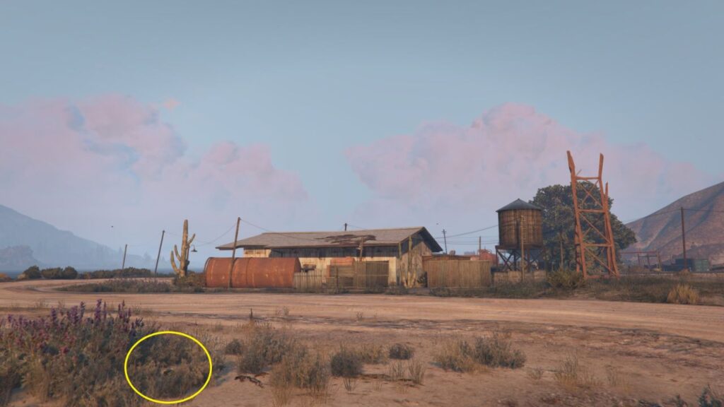 The Peyote Plant next to a dead-end street facing the Yucca Motel in a sandy Blaine County.