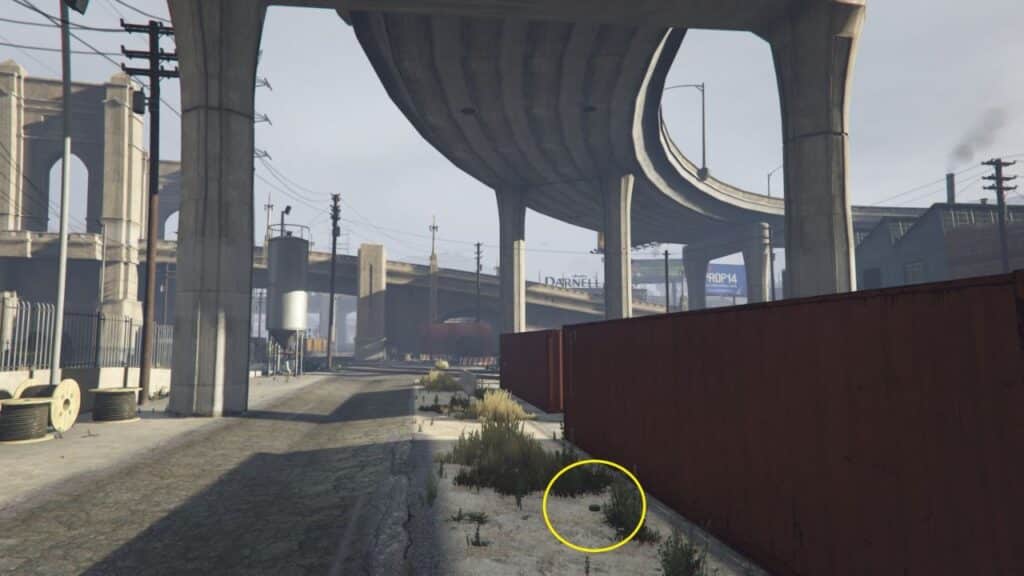 The Peyote Plant next to the red container near Los Santos Customs.