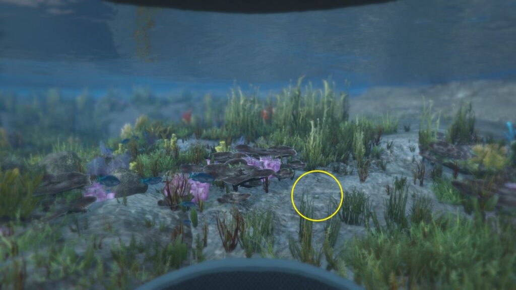 The Peyote Plant underwater next to some seaweeds and coral.