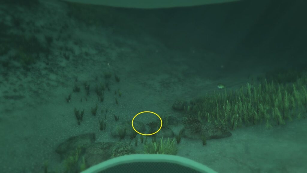 Die Peyote Pflanze unter Wasser.