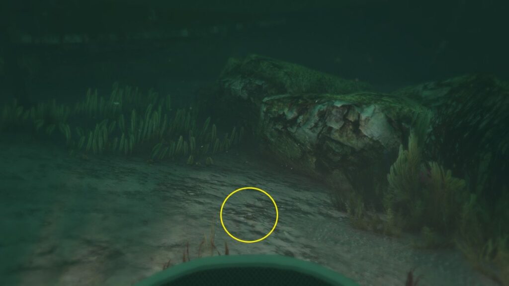 Die Peyote Pflanze unter Wasser.