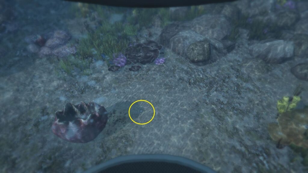 The Peyote Plant underwater next to a red coral and rocks nearby.