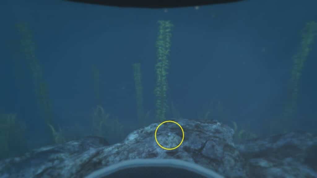 Die Peyote-Pflanze unter Wasser an der Felsformation mit nahen Kelps.