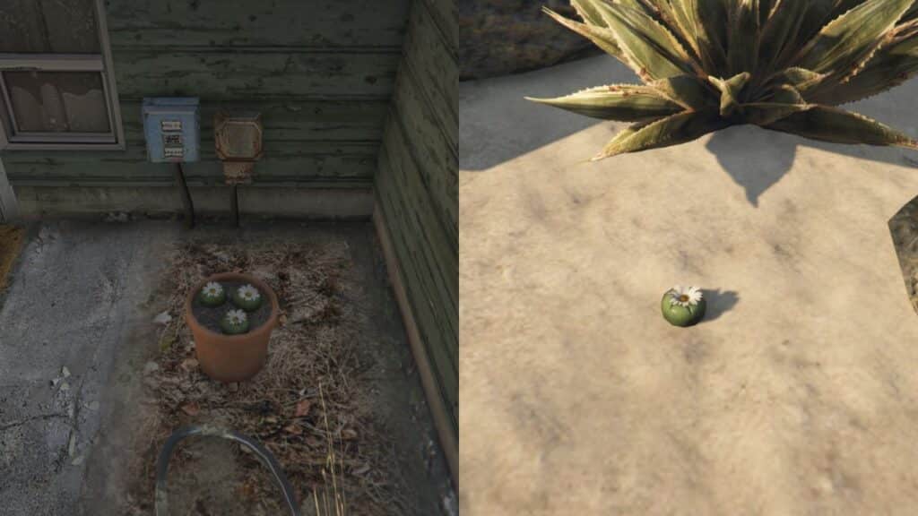 The Peyote Plant in GTA Online at a closer look.